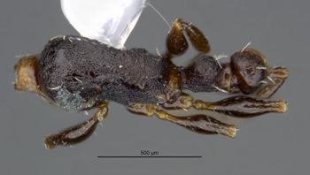 Media type: image;   Entomology 557062 Aspect: habitus dorsal view